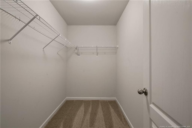 spacious closet featuring carpet floors