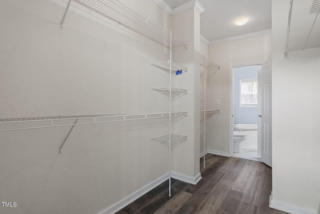 spacious closet featuring dark hardwood / wood-style flooring