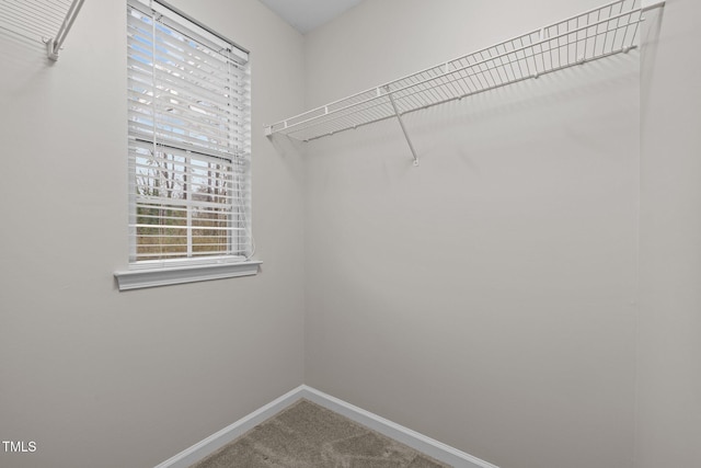 walk in closet with carpet flooring