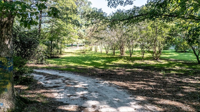 view of local wilderness