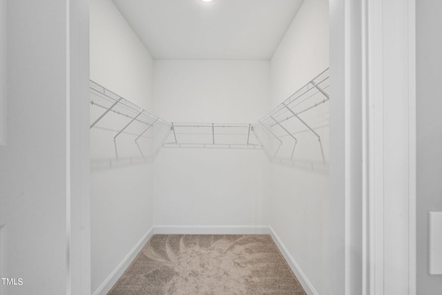 walk in closet featuring carpet flooring