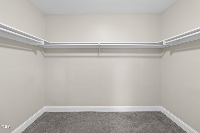 spacious closet featuring carpet floors