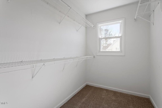 spacious closet featuring carpet flooring