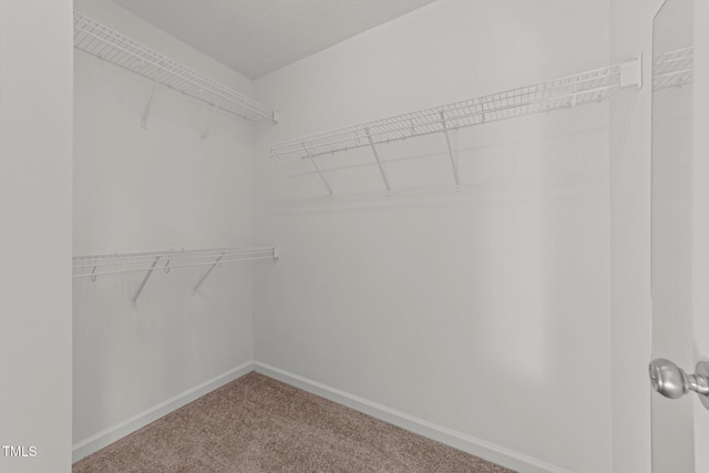 spacious closet featuring carpet flooring