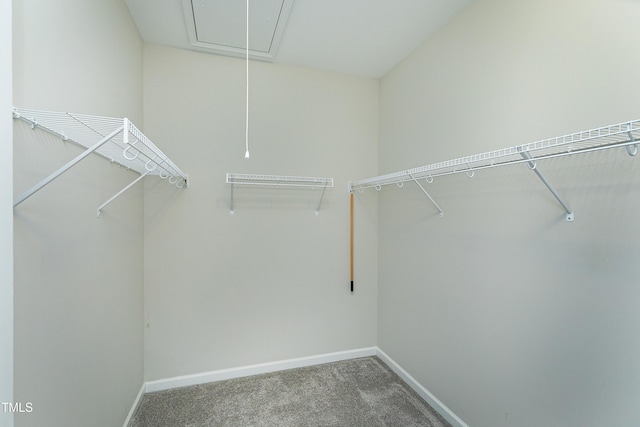 spacious closet featuring carpet flooring