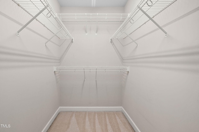 spacious closet with carpet