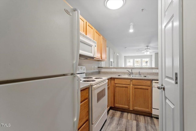 kitchen featuring ceiling fan, white appliances, dark hardwood / wood-style flooring, and sink