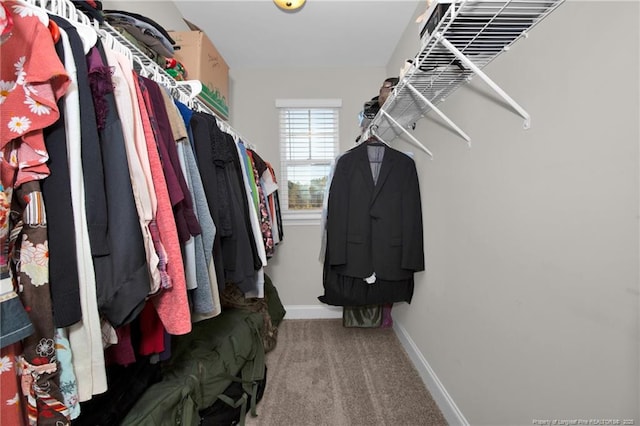 spacious closet featuring carpet flooring