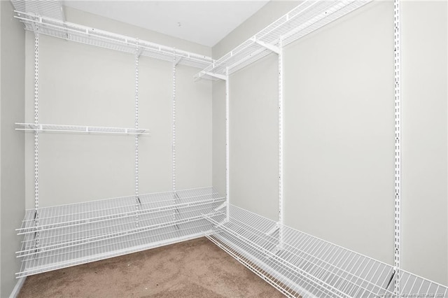 spacious closet featuring carpet