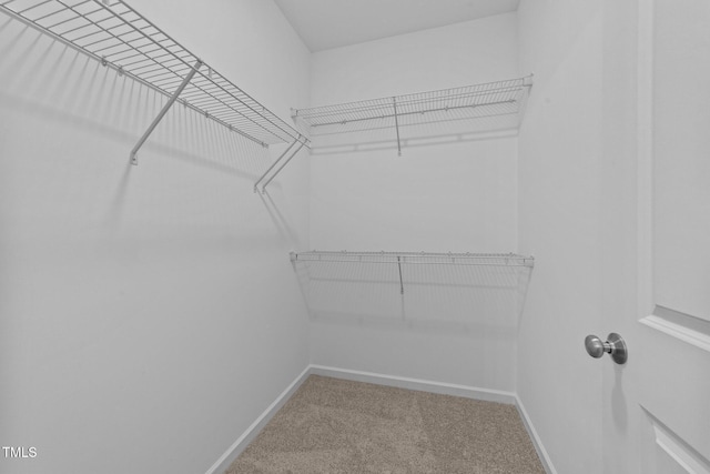 spacious closet featuring carpet