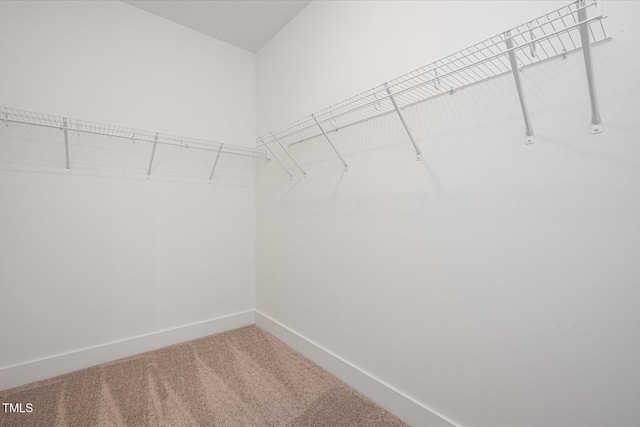 walk in closet with carpet flooring