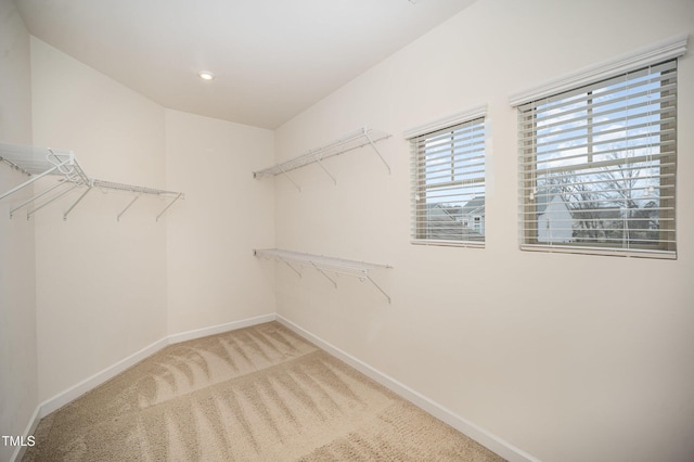 walk in closet with carpet flooring