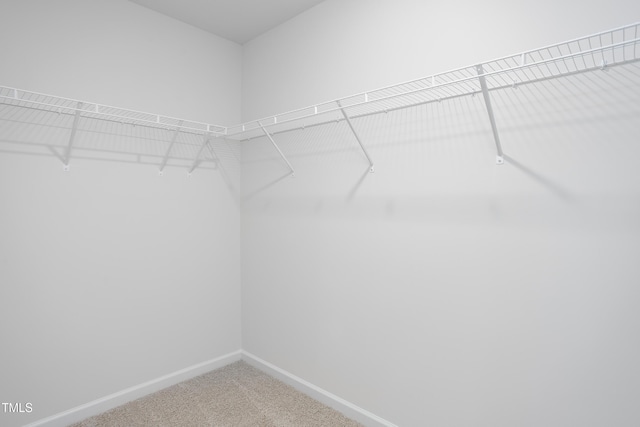 walk in closet featuring carpet floors