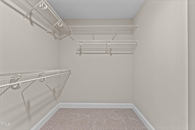 walk in closet with carpet flooring