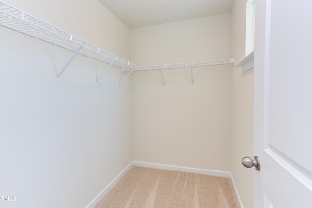 spacious closet with carpet