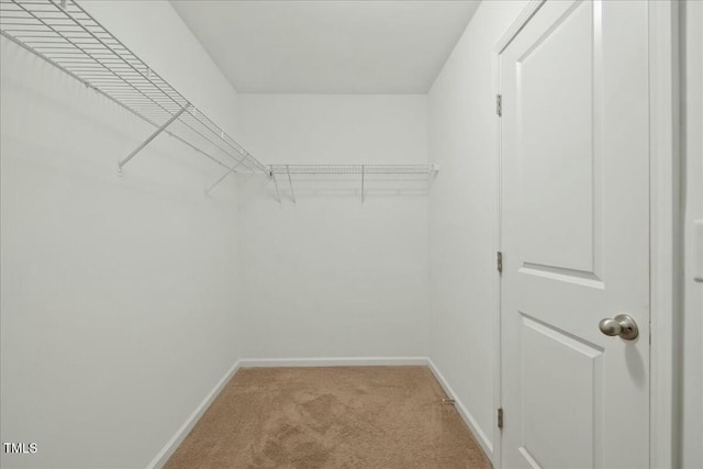 spacious closet featuring carpet