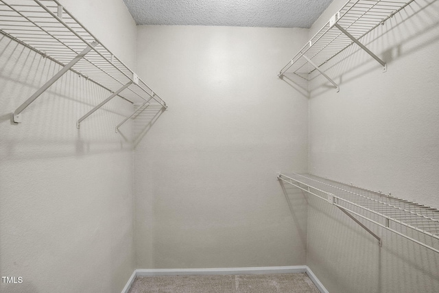 spacious closet featuring carpet