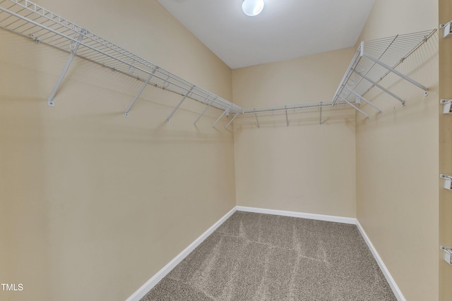 walk in closet with carpet flooring