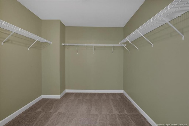 walk in closet featuring carpet floors