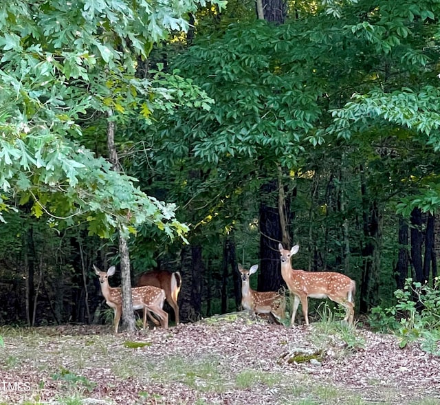 view of local wilderness