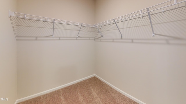 spacious closet featuring carpet