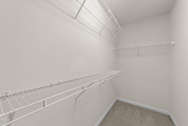 walk in closet with carpet floors