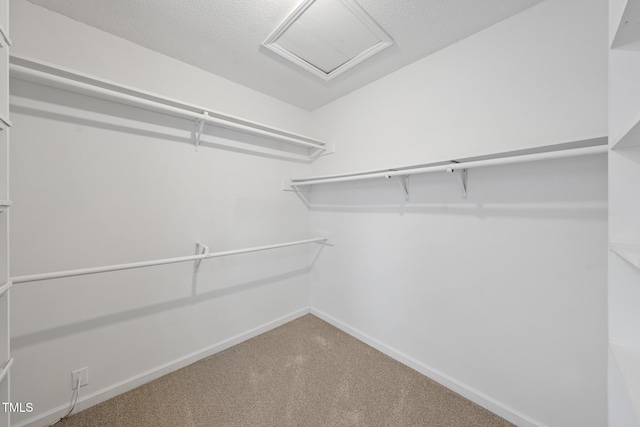 walk in closet featuring carpet floors and attic access