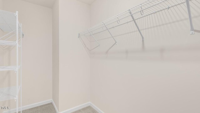 spacious closet featuring carpet flooring