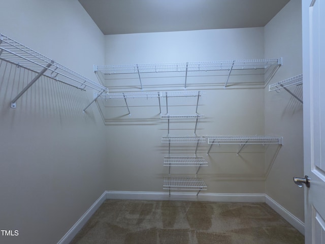 spacious closet featuring carpet