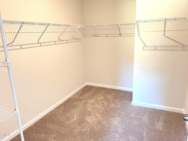 spacious closet with carpet flooring