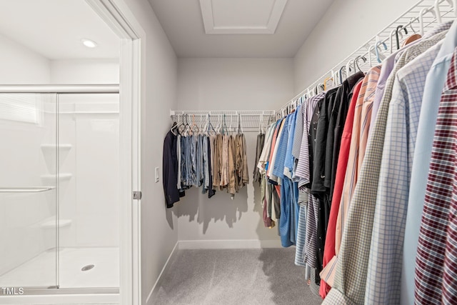 spacious closet featuring carpet