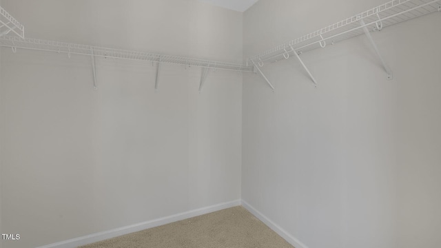 spacious closet featuring carpet floors