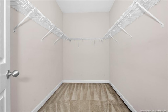 spacious closet featuring carpet flooring