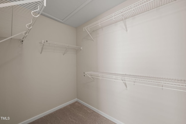 walk in closet with carpet floors and attic access