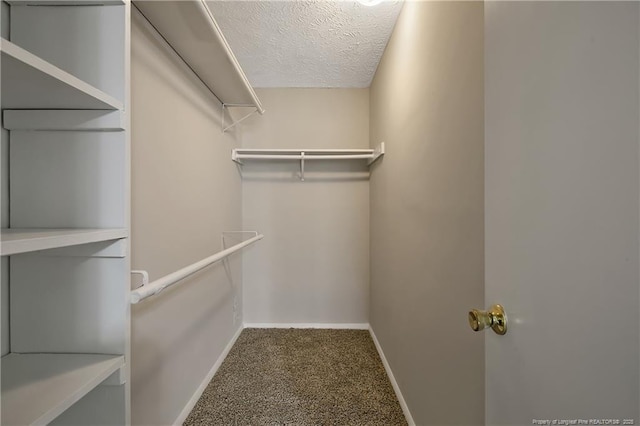 spacious closet featuring carpet floors