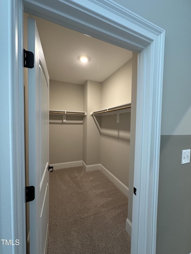 walk in closet with carpet flooring