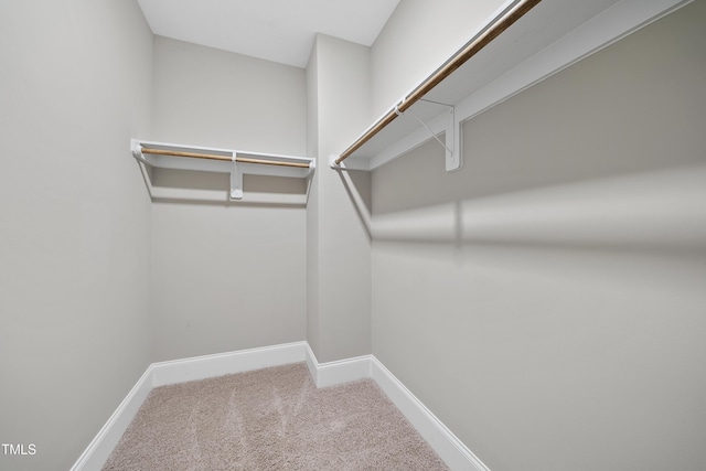 spacious closet featuring carpet
