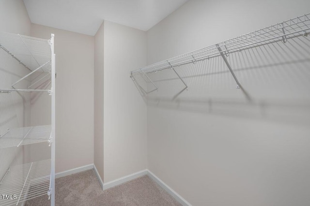 walk in closet featuring carpet floors