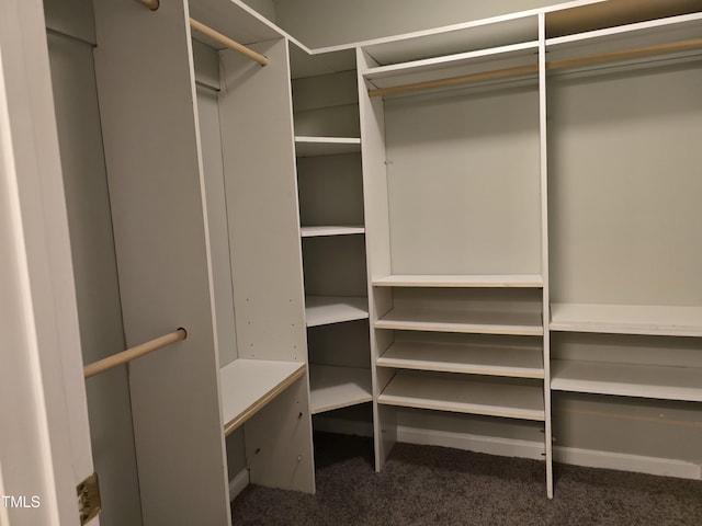 spacious closet featuring carpet