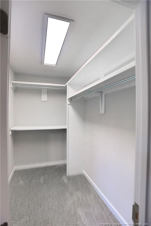 spacious closet featuring carpet floors