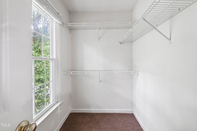 2006 Chedington Dr, Apex, NC 27502 - walk in closet with carpet floors