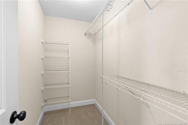 walk in closet with carpet floors