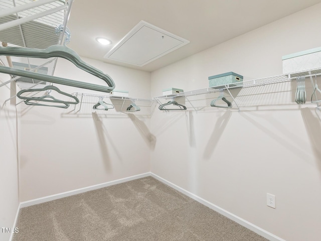 walk in closet with attic access and carpet flooring