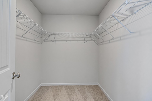 walk in closet with carpet flooring