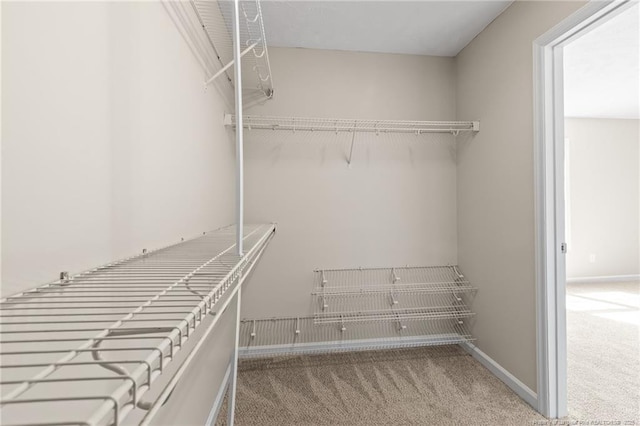 spacious closet featuring carpet flooring