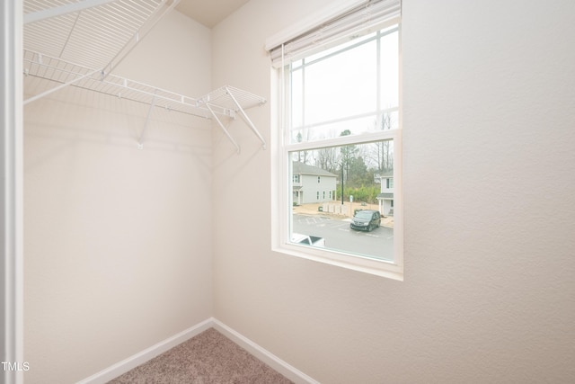 walk in closet featuring carpet flooring