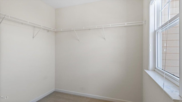 walk in closet with carpet flooring