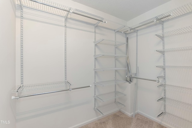 walk in closet with carpet flooring