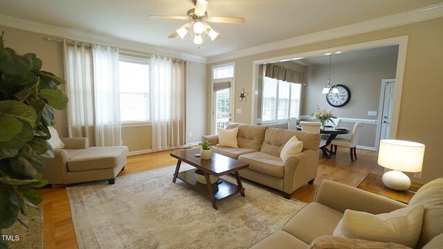 living room featuring ceiling fan, plenty of natural light, light wood-style flooring, and ornamental molding