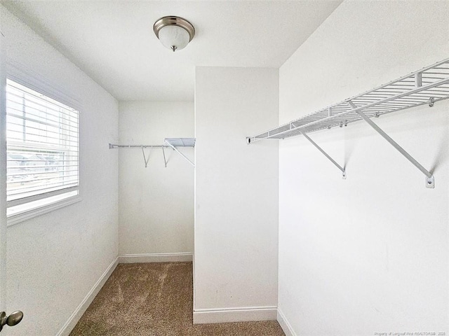 walk in closet featuring carpet floors